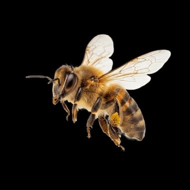 HoneyBee Control