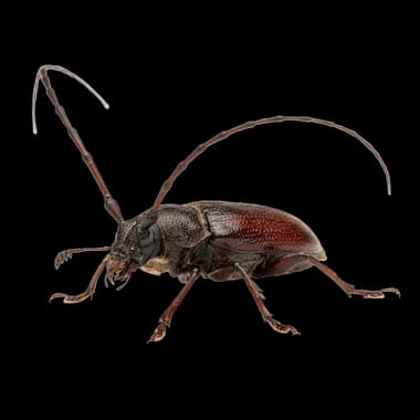 Industrial Borer Control